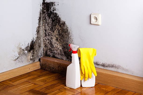 Best Post-Flood Mold Remediation in La Plata, MD